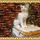 �ꥢ��ʥͥ�����ʪ�����¤ꥭ��åȡ��ۥ磻�ȡ����졼���ͤ��Υե����奢��ǭ���֥������������Υ���ƥꥢ�ˤ����Υ����ʥ��ȤȤ���