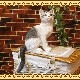 �ꥢ��ʥͥ�����ʪ�����¤ꥭ��åȡ��ۥ磻�ȡ����졼���ͤ��Υե����奢��ǭ���֥������������Υ���ƥꥢ�ˤ����Υ����ʥ��ȤȤ���