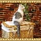 �ꥢ��ʥͥ�����ʪ�����¤ꥭ��åȡ��ۥ磻�ȡ����졼���ͤ��Υե����奢��ǭ���֥������������Υ���ƥꥢ�ˤ����Υ����ʥ��ȤȤ���