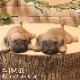 �ꥢ��ʻҸ�����ʪ���ޥ���ޥ��ͥåȥɥå� ���ĥ��åȡ��ѥ����Ҥ��̤Υե��������������Υ���ƥꥢ�ˡ��ǥ�������Υ��֥����Ȥ���