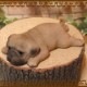 �ꥢ��ʻҸ�����ʪ���ޥ���ޥ��ͥåȥɥå� ���ĥ��åȡ��ѥ����Ҥ��̤Υե��������������Υ���ƥꥢ�ˡ��ǥ�������Υ��֥����Ȥ���