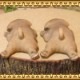 �ꥢ��ʻҸ�����ʪ���ޥ���ޥ��ͥåȥɥå� ���ĥ��åȡ��ѥ����Ҥ��̤Υե��������������Υ���ƥꥢ�ˡ��ǥ�������Υ��֥����Ȥ���