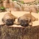 �ꥢ��ʻҸ�����ʪ���ޥ���ޥ��ͥåȥɥå� ���ĥ��åȡ��ѥ����Ҥ��̤Υե��������������Υ���ƥꥢ�ˡ��ǥ�������Υ��֥����Ȥ���