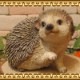 �ϥ�ͥ��ߤ���ʪ���ĥ����ס�����������إå��ۥå����ꥢ�롡�Ϥ�ͤ��ߡ����֥����������ǥ󡡥٥��������ȡ������ʥ���
