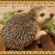 �ϥ�ͥ��ߤ���ʪ���ĥ����ס�����������إå��ۥå����ꥢ�롡�Ϥ�ͤ��ߡ����֥����������ǥ󡡥٥��������ȡ������ʥ���