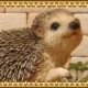 �ϥ�ͥ��ߤ���ʪ���ĥ����ס�����������إå��ۥå����ꥢ�롡�Ϥ�ͤ��ߡ����֥����������ǥ󡡥٥��������ȡ������ʥ���