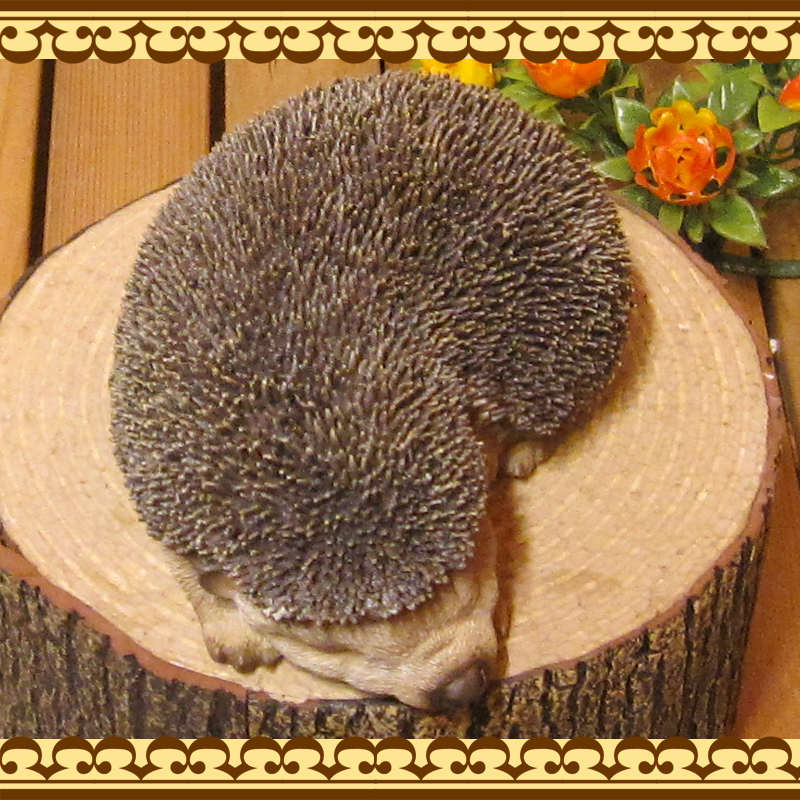 �ϥ�ͥ��ߤ���ʪ�����ȥ��Ȥͤ�ͤࡡ�إå��ۥå����ꥢ�롡�Ϥ�ͤ��ߡ����֥����������ǥ󡡥٥��������ȡ������ʥ���