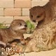 ���復������ʪ�����臘�����ĥ��󥺡��ꥢ�롡���˥ޥ롡�����������֥����������ǥ󡡥٥��������ȡ������ʥ���