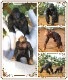 �ꥢ��ʡ�ưʪ����ʪ������顡����ѥ󥸡����������åȡ����롡��ɡ��롡�ե����奢�������ǥ˥󥰡��ߥ˥��奢������ƥꥢ