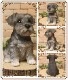 ���������Υ���ƥꥢ�ˤ����Υ����ʥ��ȤȤ��Ƥ�����ꥢ��ʸ�����ʪ������ʥ��������Ҥ���    ���¤�