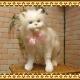 �ۥ磻�ȡ�����åȡ�ǭ����ʪ���ꥢ���ưʪ�Τ̤�����ߡ��ͥ��Υ��֥���������ƥꥢ���ե����奢