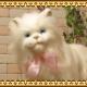 �ۥ磻�ȡ�����åȡ�ǭ����ʪ���ꥢ���ưʪ�Τ̤�����ߡ��ͥ��Υ��֥���������ƥꥢ���ե����奢