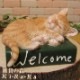 ǭʪȥ顡Ҥͤ륫֥åǭߡͥͤåȡ֥ե奢ǥ󡡥٥ȡǥ˥󥰡