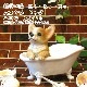 ���������Υ���ƥꥢ�ˤ����Υ����ʥ��ȤȤ��Ƥ�����ꥢ��ʸ�����ʪ���Х����֡��ɥå����������̤Υե����奢�����̤Υ��֥���