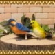�ꥢ���Ļ�Τ̤�����ߡ����糧�ߡ��᥸�����������åȡ��ȥ����ʪ���С��ɡ����֥���������ƥꥢ���ե����奢