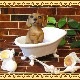���������Υ���ƥꥢ�ˤ����Υ����ʥ��ȤȤ��Ƥ�����ꥢ��ʸ�����ʪ���Х����֡��ɥå������å����ե�ȡ����̤Υե����奢�����̤Υ��֥���
