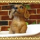 ���������Υ���ƥꥢ�ˤ����Υ����ʥ��ȤȤ��Ƥ�����ꥢ��ʸ�����ʪ���Х����֡��ɥå������å����ե�ȡ����̤Υե����奢�����̤Υ��֥���
