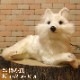 �ۥå��祯���ĥ͡������٤ꡡ�ꥢ��ʥ��ĥͤΤ̤�����ߡ��ե��å��������˥ޥ륪�֥��������Ĥͥ��å������ĥͤ���ʪ������ƥꥢ