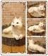 �ۥå��祯���ĥ͡������٤ꡡ�ꥢ��ʥ��ĥͤΤ̤�����ߡ��ե��å��������˥ޥ륪�֥��������Ĥͥ��å������ĥͤ���ʪ������ƥꥢ