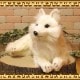 �ۥå��祯���ĥ͡������٤ꡡ�ꥢ��ʥ��ĥͤΤ̤�����ߡ��ե��å��������˥ޥ륪�֥��������Ĥͥ��å������ĥͤ���ʪ������ƥꥢ