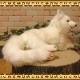 �ۥå��祯���ĥ͡������٤ꡡ�ꥢ��ʥ��ĥͤΤ̤�����ߡ��ե��å��������˥ޥ륪�֥��������Ĥͥ��å������ĥͤ���ʪ������ƥꥢ