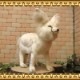 �礭���ƥꥢ���ưʪ�Τ̤�����ߡ��ե��ͥå����ۥ磻�ȡ��ӥå������������˥ޥ륪�֥��������Ĥͥ��å������ĥͤ���ʪ������ƥꥢ