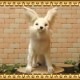 �礭���ƥꥢ���ưʪ�Τ̤�����ߡ��ե��ͥå����ۥ磻�ȡ��ӥå������������˥ޥ륪�֥��������Ĥͥ��å������ĥͤ���ʪ������ƥꥢ