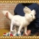�礭���ƥꥢ���ưʪ�Τ̤�����ߡ��ե��ͥå����ۥ磻�ȡ��ӥå������������˥ޥ륪�֥��������Ĥͥ��å������ĥͤ���ʪ������ƥꥢ