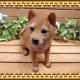 �ꥢ��ʸ�����ʪ���Ƹ������������¤���������Υ���ƥꥢ�ˤ����Υ����ʥ��ȤȤ��Ƥ����