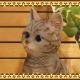 ���������Υ���ƥꥢ�˥����ǥ˥󥰤��Ǻ�ˤˡ��ꥢ��ʻ�ǭ����ʪ���쥸�������٥ӡ�����åȡ��ҥͥ��Υե��������֥饦��