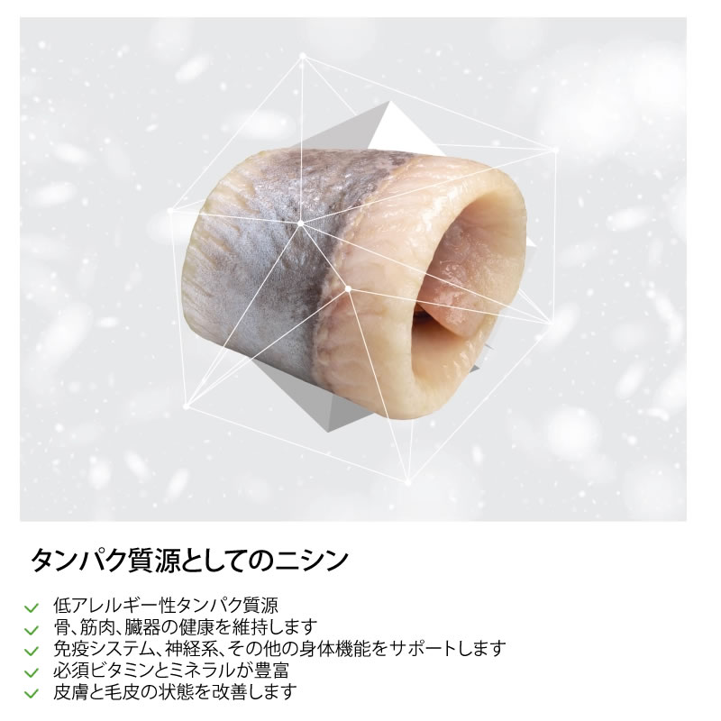 �ͥ����㡼���ץ��ƥ������ �ۥ磻�ȥ���å� ������� 400g����ǭ���ѡ�