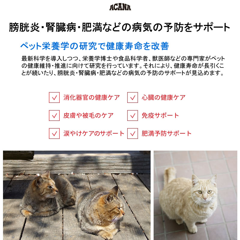 ������ �磻��ɥץ쥤�꡼ ����å� 1.8kg