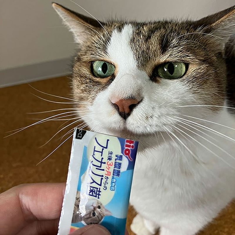 �����ݤΤ����� ����3�����Υե����ꥹ�� ���Ĥ� 5g��6��