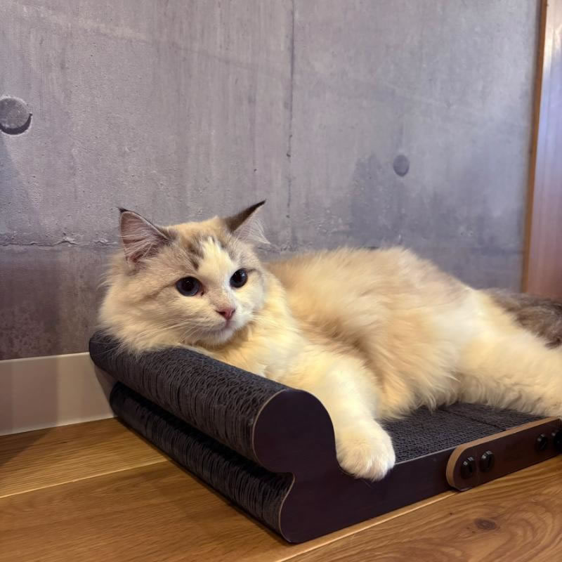 Petner ����å� ������å��㡼 ��ǭ���ե�����