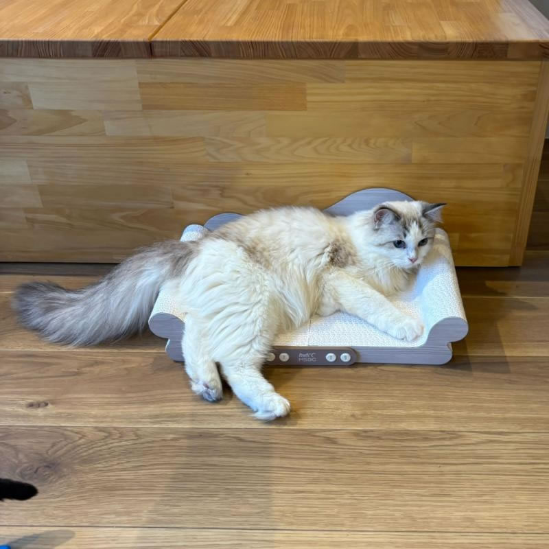 Petner ����å� ������å��㡼 ��ǭ���ե�����