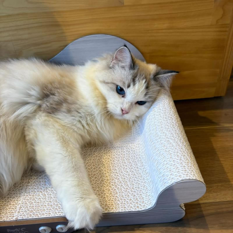 Petner ����å� ������å��㡼 ��ǭ���ե�����