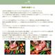 �ƥ�ե��ꥹ �ե��ࡼ�� ������ 80g