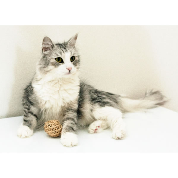 �ʥ����� �饿��ޥ���ܡ���