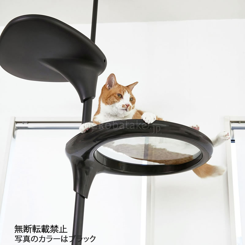 �ڼ�󤻡� OPPO ClearShelf ���ꥢ������� �ۥ磻�� 