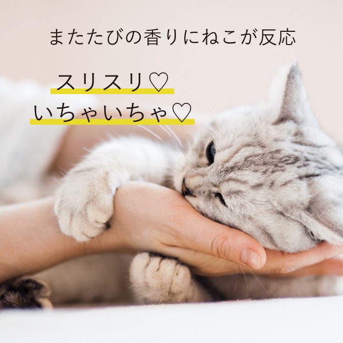 ねこいちゃ ハンドクリーム