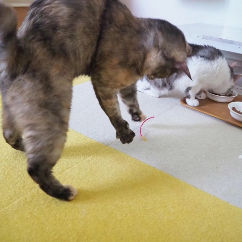 【ピンクの猫】スーツ3点おまとめ 大丈夫ねこ・さくら」/招き猫・一点物・置物・猫 立体・オブジェ