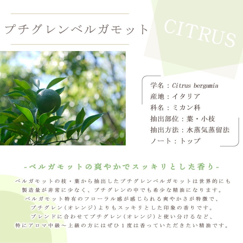 �ץ������ �٥륬��å�  �� ������ ��