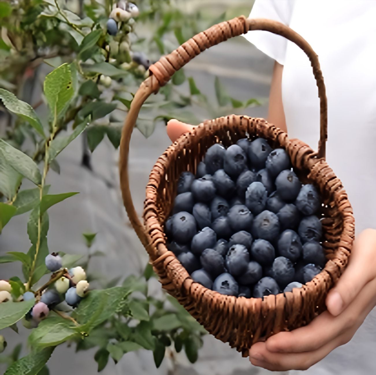 アトム　完熟生ブルーベリー　180g入り30パック 000000008222_HXKlZQv.jpg