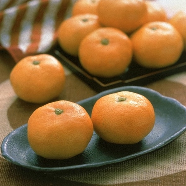 【フルーツワールド】南紀みかん　約2.5kg（10月初旬～10月中旬頃発送予定）