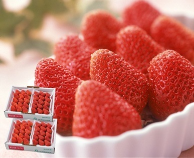 (限定商品)【フルーツワールド】紅ほっぺいちご4パック（1月中旬～2月下旬頃発送予定）