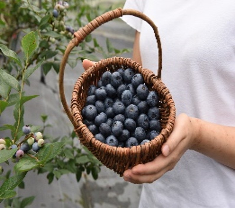 【ブルーベリーのこみち】ブルーベリーパイ