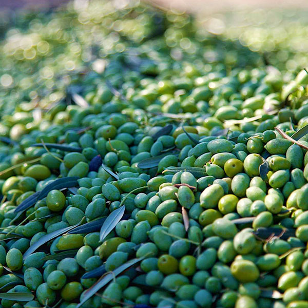 【アリスティ】スパルタグローヴスエキストラバージンオリーブオイル750mlボトル