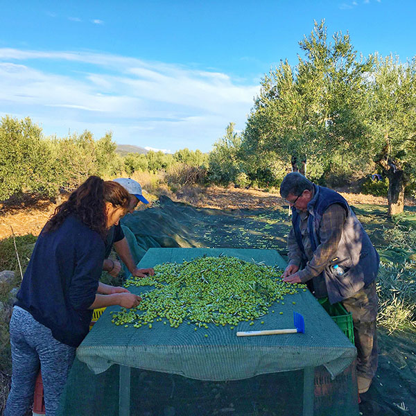 【アリスティ】スパルタグローヴスエキストラバージンオリーブオイル750mlボトル