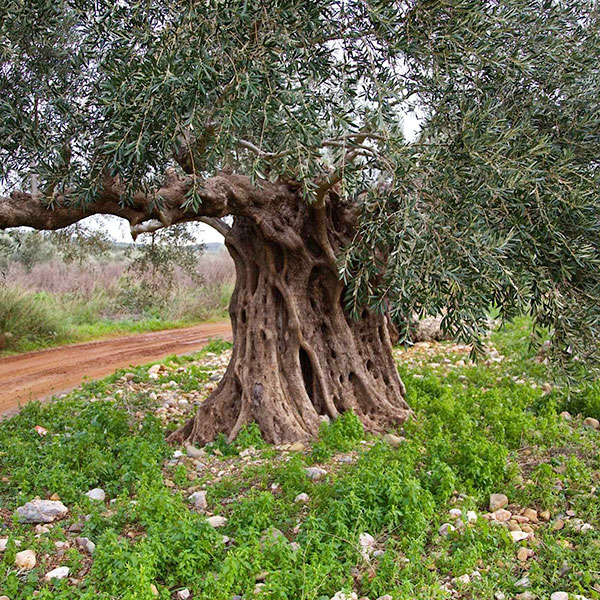 【アリスティ】スパルタグローヴスエキストラバージンオリーブオイル750mlボトル
