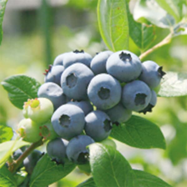 ブルーベリーのこみち】ブルーベリーフィナンシェ8個入り